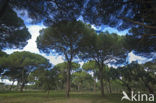 Parasolden (Pinus pinea)