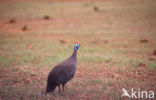 Helmeted Guineafowl (Numida meleagris)