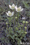 Parnassia (Parnassia palustris) 