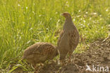 Patrijs (Perdix perdix) 