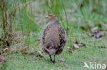 Patrijs (Perdix perdix) 