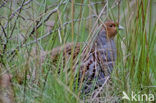 Grey Partridge (Perdix perdix)