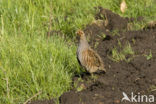 Grey Partridge (Perdix perdix)