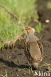 Grey Partridge (Perdix perdix)