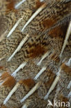 Grey Partridge (Perdix perdix)