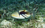 Blackbar triggerfish