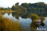 Purple Moor-grass (Molinia caerulea)