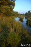 Purple Moor-grass (Molinia caerulea)