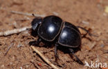 Dung beetle (Pachylomeras femoralis)