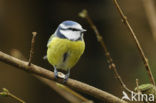 Blue Tit (Parus caeruleus)