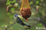 Blue Tit (Parus caeruleus)