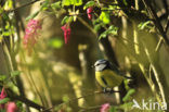 Blue Tit (Parus caeruleus)