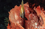 Blackfin coralfish (Chelmon muelleri)