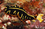 Flatworm (Planthelminthes sp)