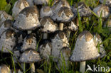 Umbrella Inkycap (Coprinus plicatilis)