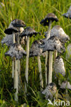 Umbrella Inkycap (Coprinus plicatilis)