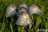 Umbrella Inkycap (Coprinus plicatilis)