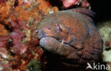 Cleaner shrimp (Leandrites cyrtorhynchus)