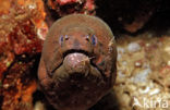 Cleaner shrimp (Leandrites cyrtorhynchus)