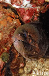 Cleaner shrimp (Leandrites cyrtorhynchus)