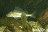 Pos (Gymnocephalus cernuus)