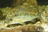 Pos (Gymnocephalus cernuus)