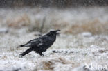 Raaf (Corvus corax) 