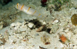 Randall’s prawn-goby (Amblyeleotris randalli)