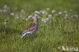 Regenwulp (Numenius phaeopus)