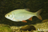 Common rudd (Scardinius erythrophthalmus)