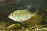 Common rudd (Scardinius erythrophthalmus)