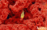 Black-and-gold chromis (Neoglyphidodon nigroris)