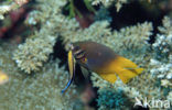 Black-and-gold chromis (Neoglyphidodon nigroris)