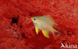 Black-and-gold chromis (Neoglyphidodon nigroris)