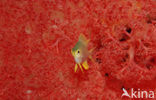 Black-and-gold chromis (Neoglyphidodon nigroris)