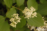 Rode kornoelje (Cornus sanguinea)