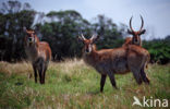 Red Lechwe