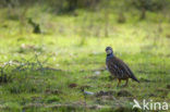 Red-legged Partridge (Alectoris rufa)