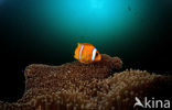 Rode zee anemoonvis (Amphiprion bicinctus)