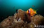 Rode zee anemoonvis (Amphiprion bicinctus)