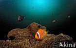 Rode zee anemoonvis (Amphiprion bicinctus)