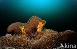 Rode zee anemoonvis (Amphiprion bicinctus)