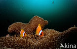 Rode zee anemoonvis (Amphiprion bicinctus)