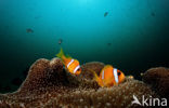 Rode zee anemoonvis (Amphiprion bicinctus)