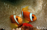 Rode zee anemoonvis (Amphiprion bicinctus)