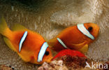 Rode zee anemoonvis (Amphiprion bicinctus)