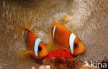 Rode zee anemoonvis (Amphiprion bicinctus)