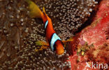 Rode zee anemoonvis (Amphiprion bicinctus)