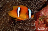 Rode zee anemoonvis (Amphiprion bicinctus)