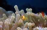 Rode zee anemoonvis (Amphiprion bicinctus)